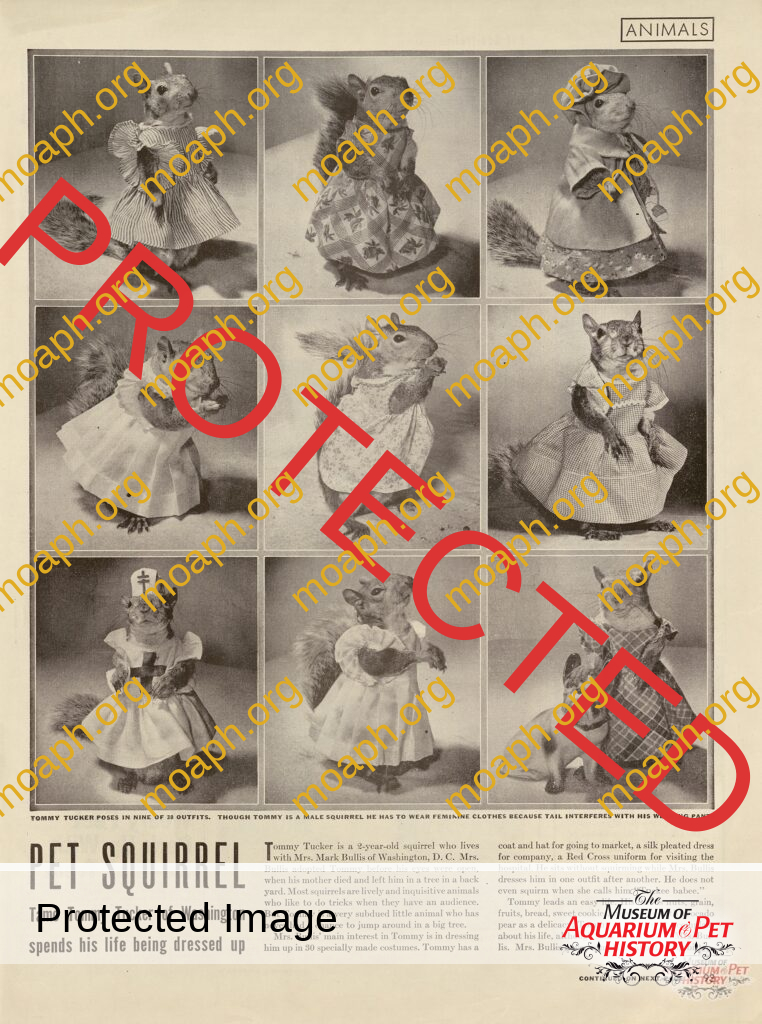 Pet Squirrel: Tame Tommy Tucker of Washington spends his life being dressed up