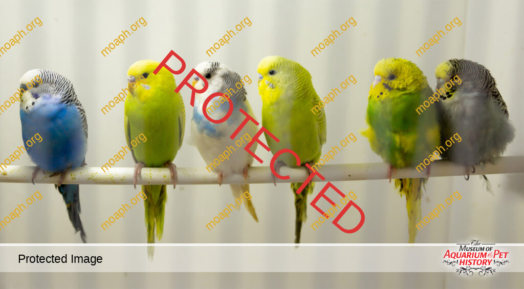 The History of the Budgerigar in Captivity