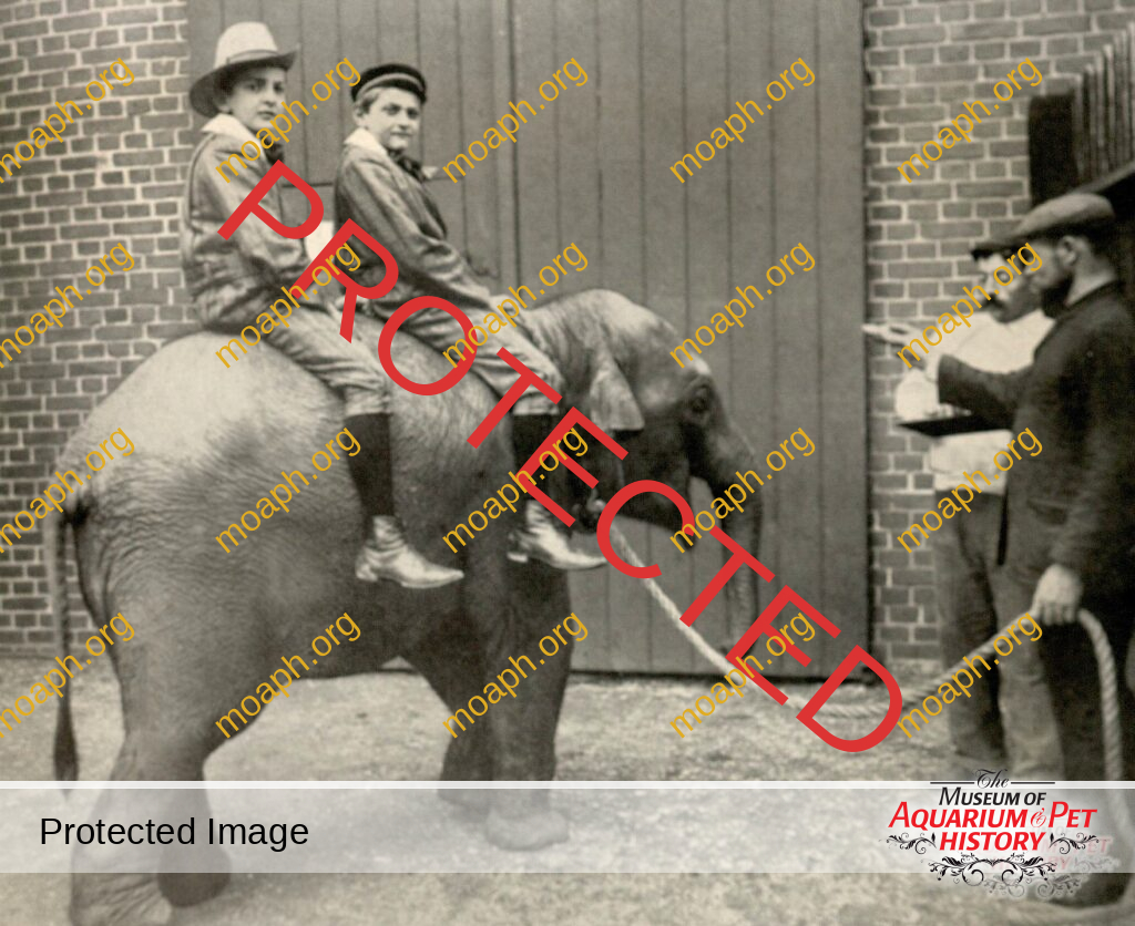 Chapter 4: Difficult Years - Wilde Tiere Frei Haus (Wild Animals Free Delivery)