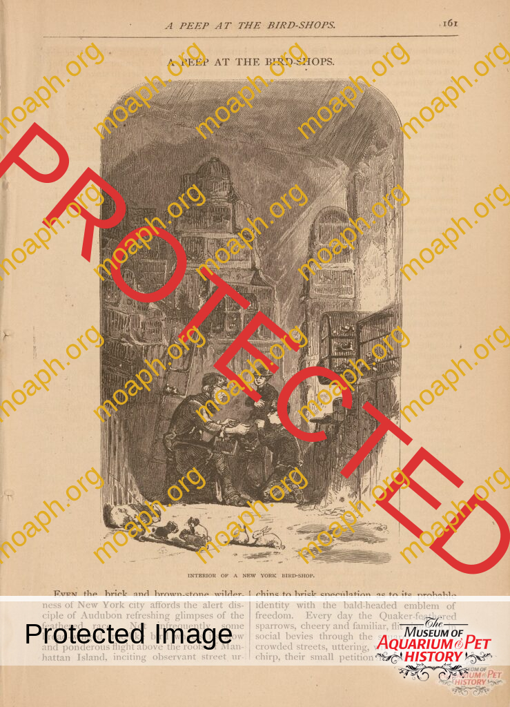 A Peep at the Bird Shops