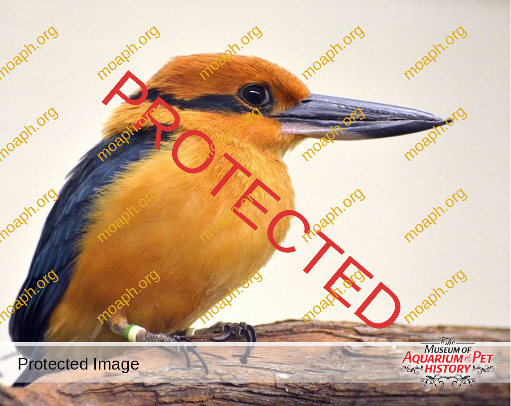 The Role of Aviculture in Avian Re-wilding Schemes