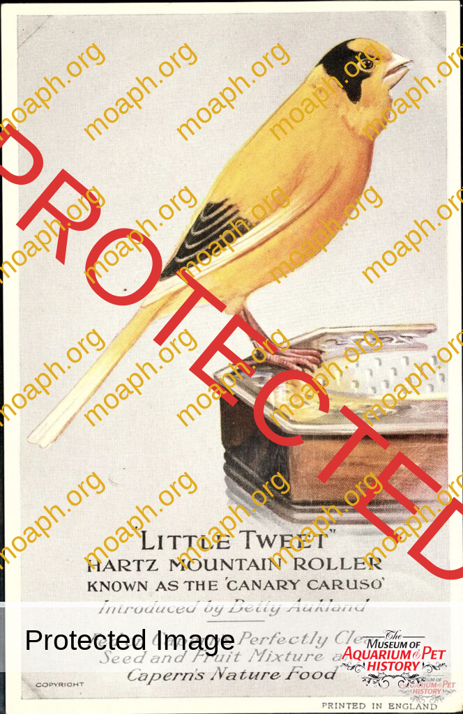 Capern's Bird Food Canary Postcard - "Little Tweet"