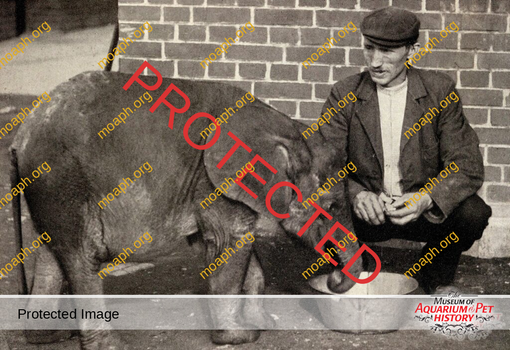 Wilde Tiere Frei Haus (Wild Animals / Free Delivery) - Chapter 7 - Lowen Auf Dem Sofa (Lions on the Sofa)