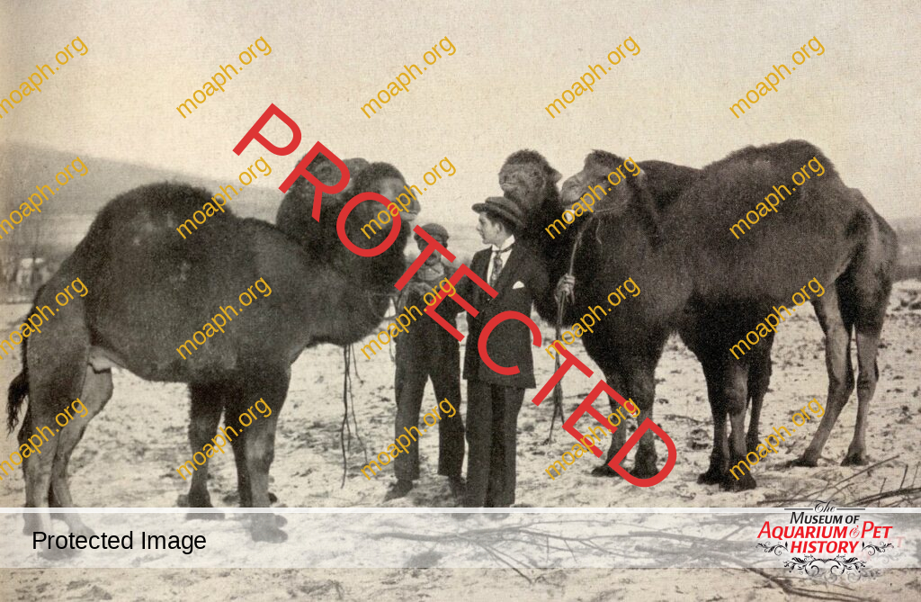 Chapter 5: Two Dozen Oysters - Wilde Tiere Frei Haus (Wild Animals Free Delivery)