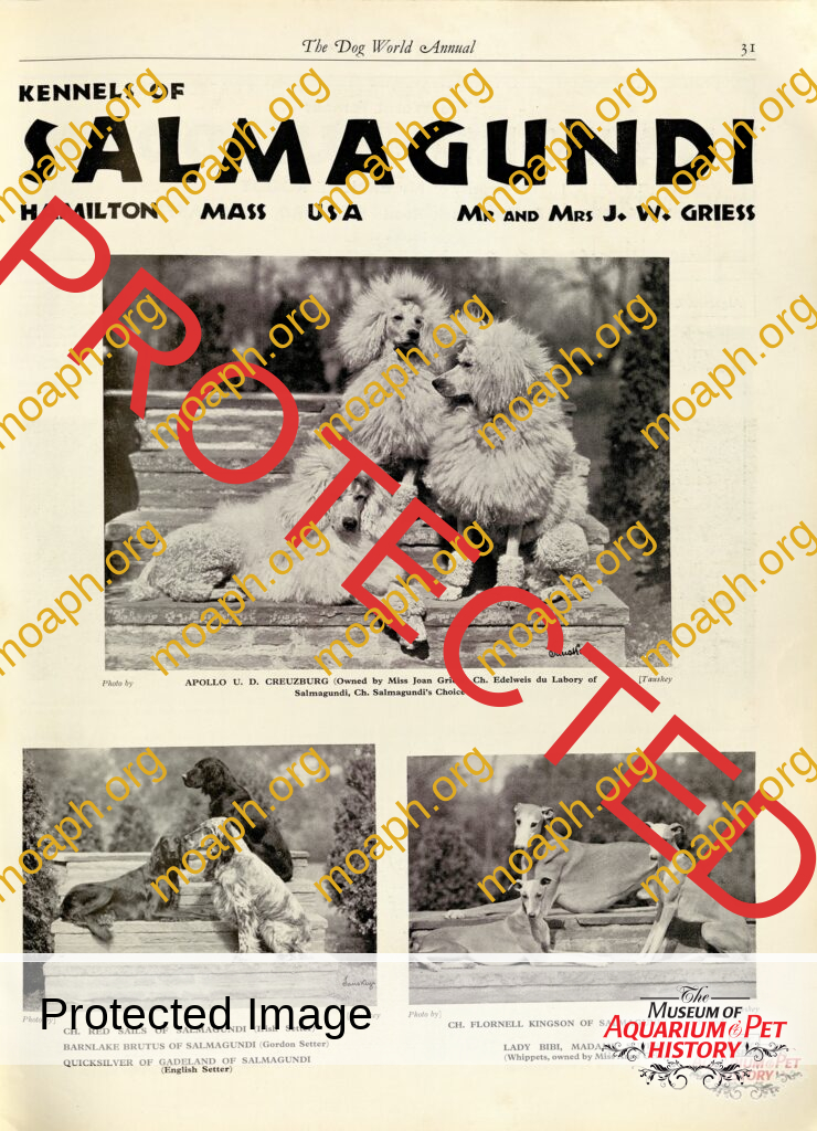 Kennels of Salmagundi Dogs