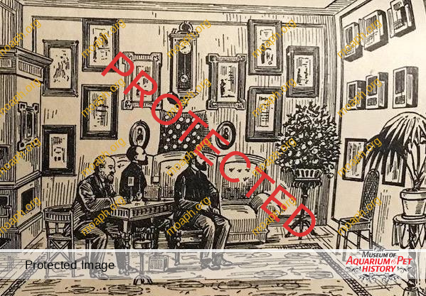 COMING TO AMERICA… the Early Canary Birds!