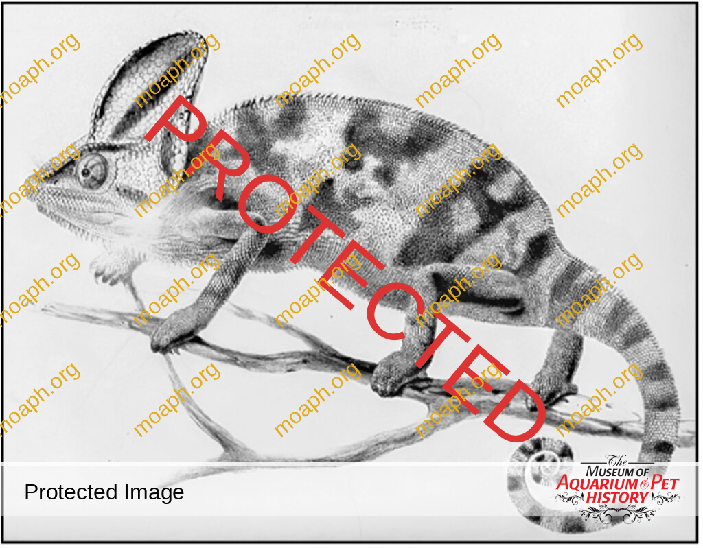 Portrait of a Herpetologist as an Older Man - Part 4: Studying Chameleons