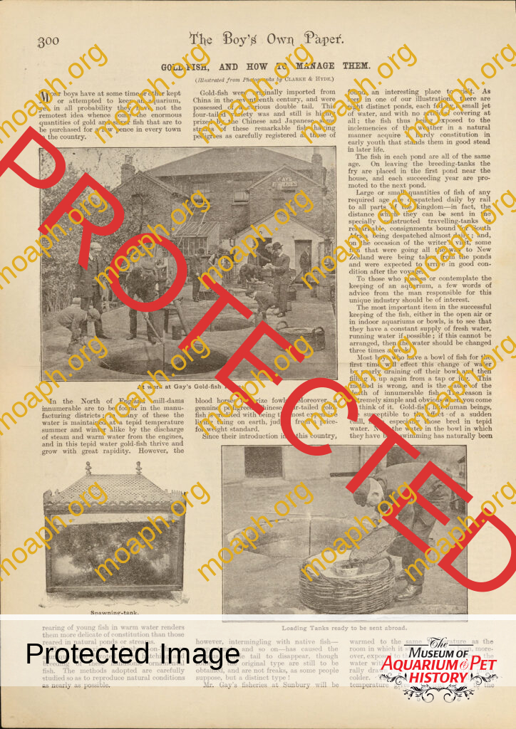 Gold-fish and How to Manage Them