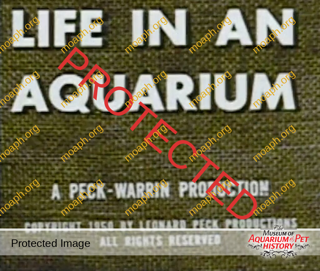 8mm - Life in an Aquarium 1950