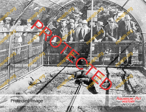 Portrait of a Herpetologist as an Older Man - Part 5: Monitor Lizards and the Leader of Them All, the Komodo Dragon