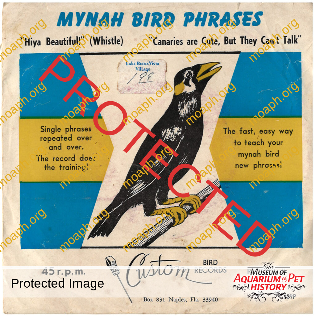 Mynah Bird Training