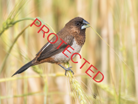 The Bengalese or Society Finch