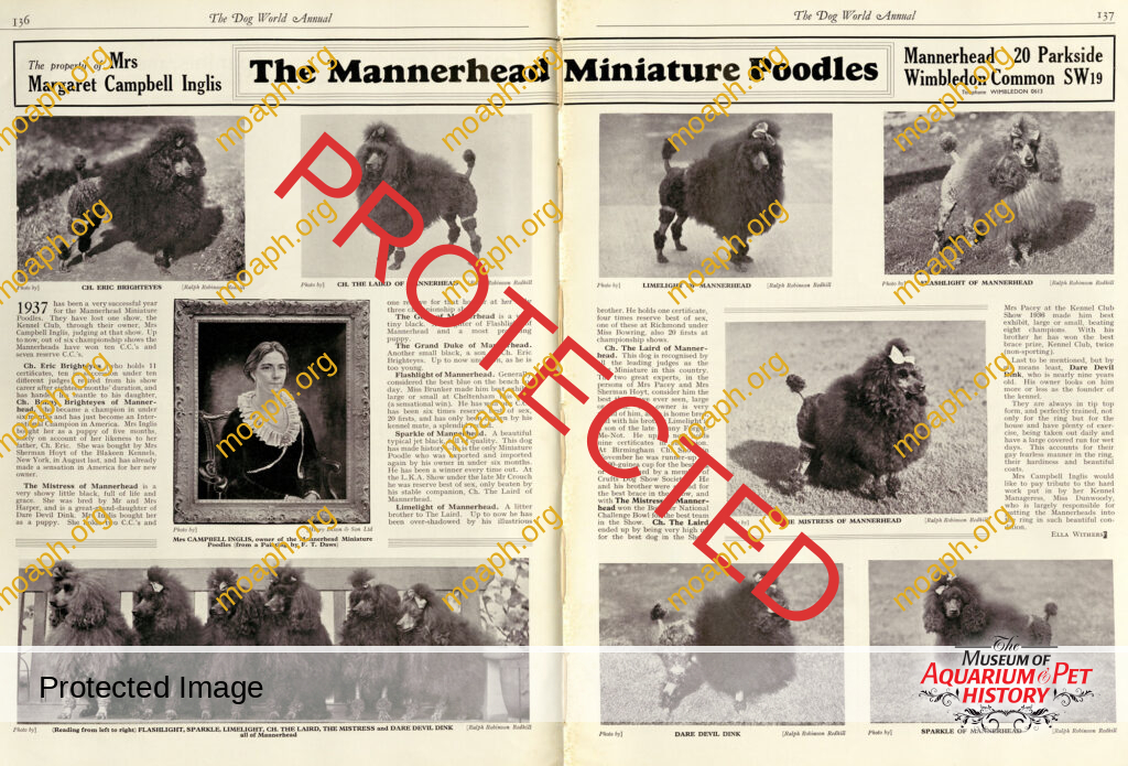 Mrs Campbell Mini Poodle Breeder