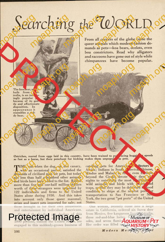 Searching the World for Queer Pets