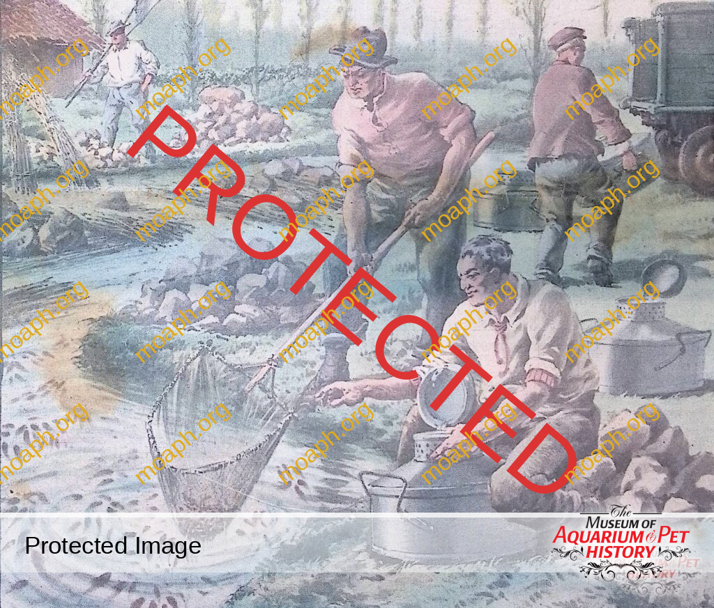 Goldfish and Textile Hemp: The Long-Lost Perfect Marriage