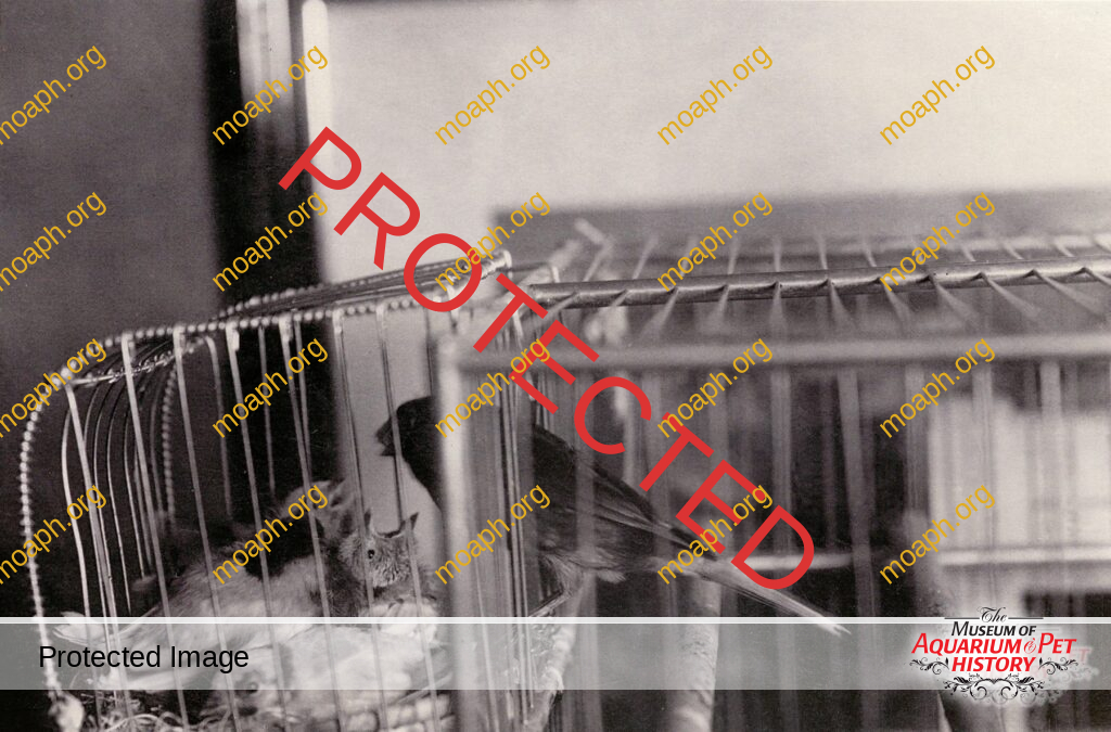 Domestic Canary with Young