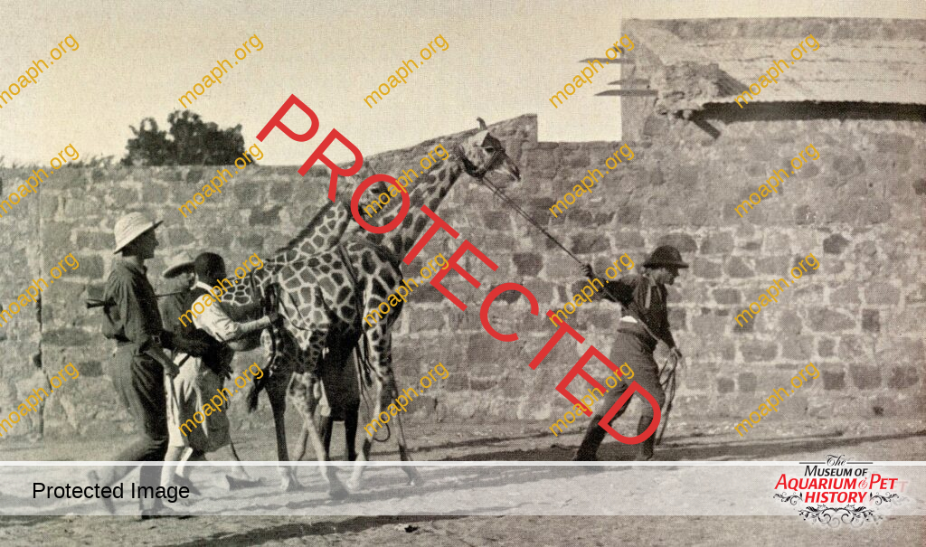 Chapter 9: Canaries - Wilde Tiere Frei Haus (Wild Animals/Free Delivery)