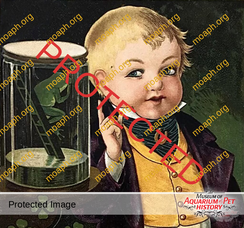 The History of German Frog Houses