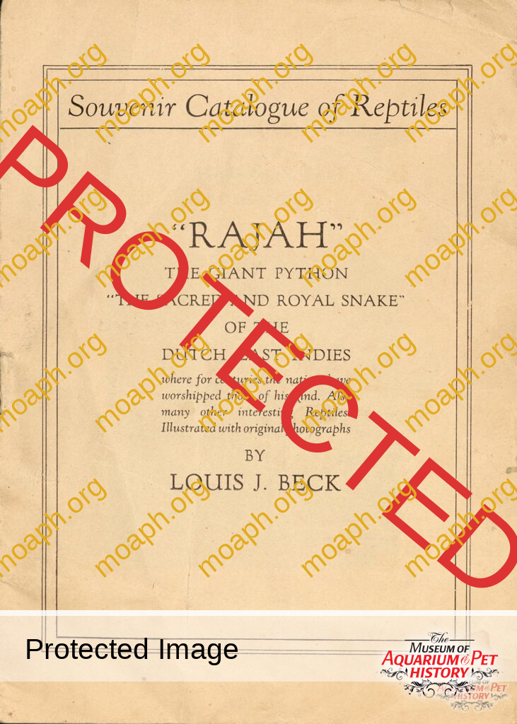 Rajah the Giant Python