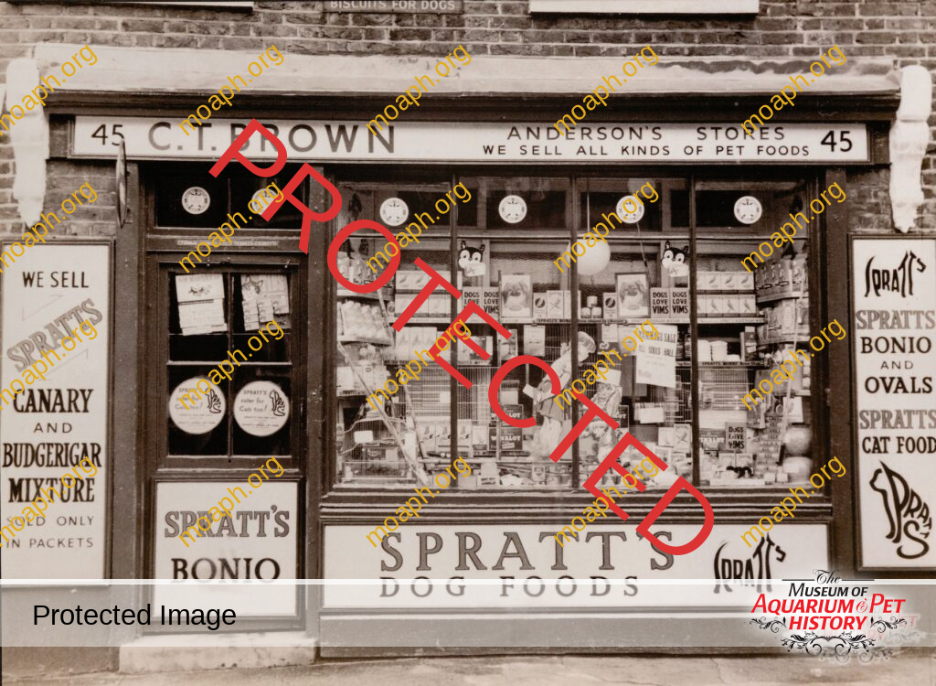 Spratt's Dog & Bird Pet Store Window Display