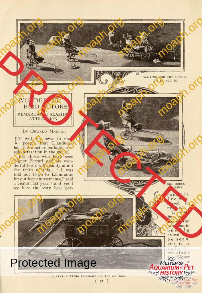 Wonderful Bird Actors