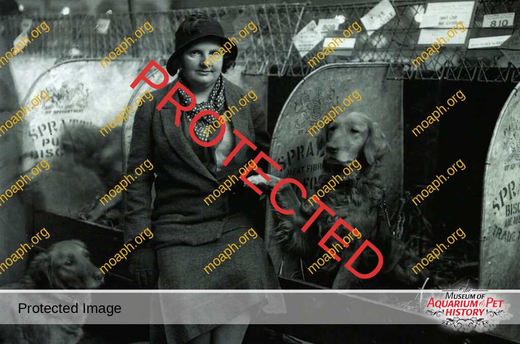 Golden Retriever at Cruft's Dog Show