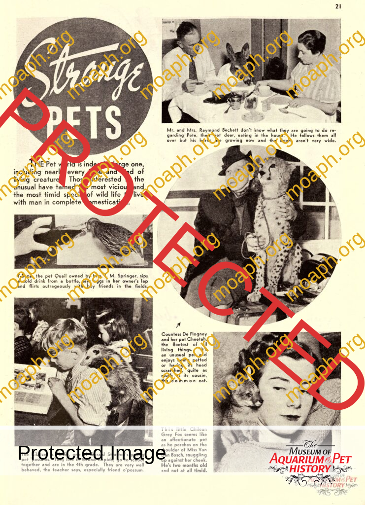 Strange Pets in 1940