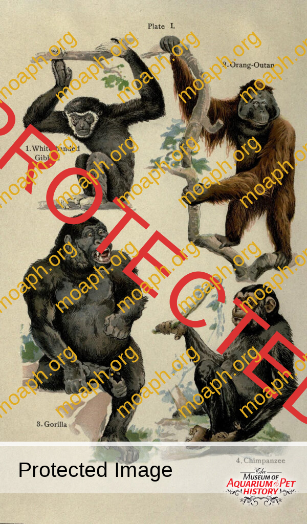 Chapter 10: Apes from Sumatra - Wilde Tiere Frei Haus (Wild Animals/Free Delivery)