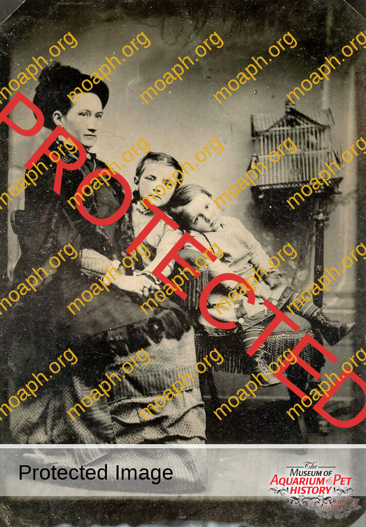 1850s Tintype Birdcage Image