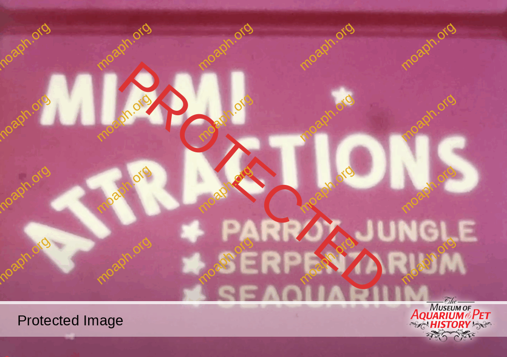 8mm - Miami Attractions