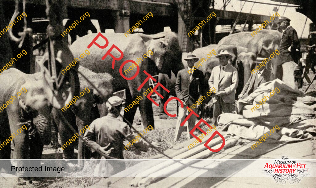 Chapter 11: Circus Business - Wilde Tiere Frei Haus (Wild Animals/Free Delivery)