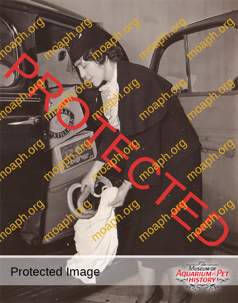 Grace Olive Wiley: Zoo Curator with Safety Issues