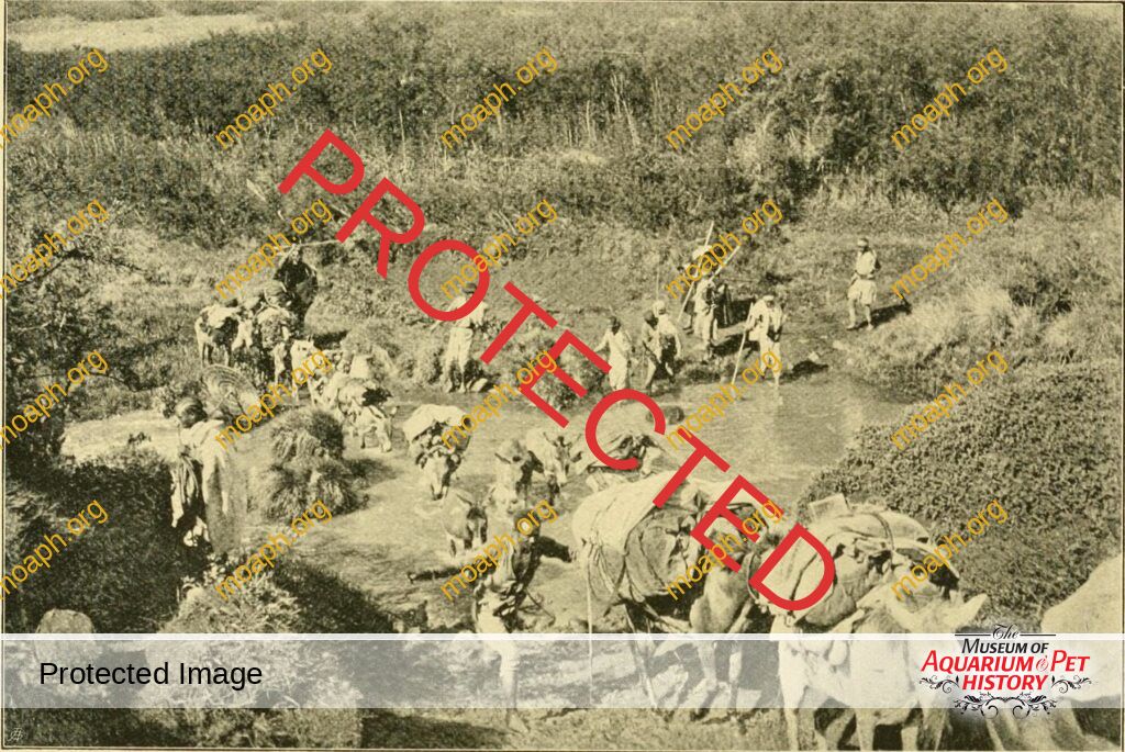 Chapter 12: The Most Expensive Lion of My Life - Wilde Tiere Frei Haus (Wild Animals/Free Delivery)