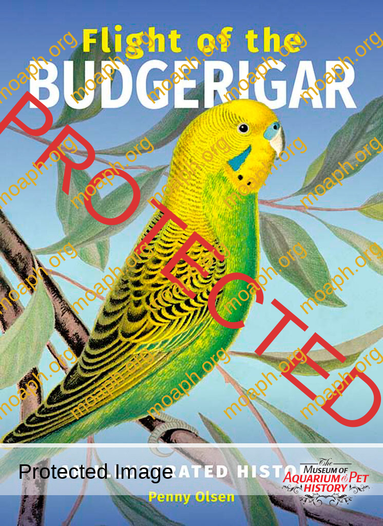 Flight of the Budgerigar - An Illustrated History