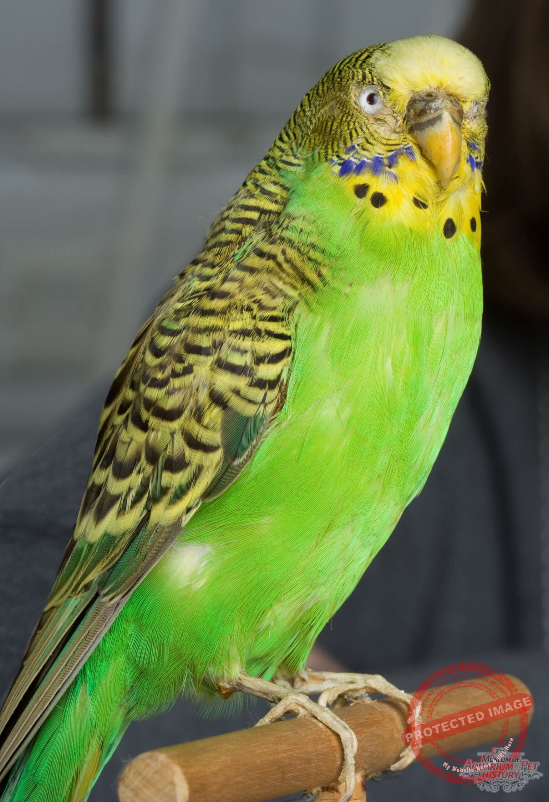 Sottobicchieri Rotondi Lovebirds In Tree: Set Da 2 Con Sughero, Proteggi Tavolo, Regalo