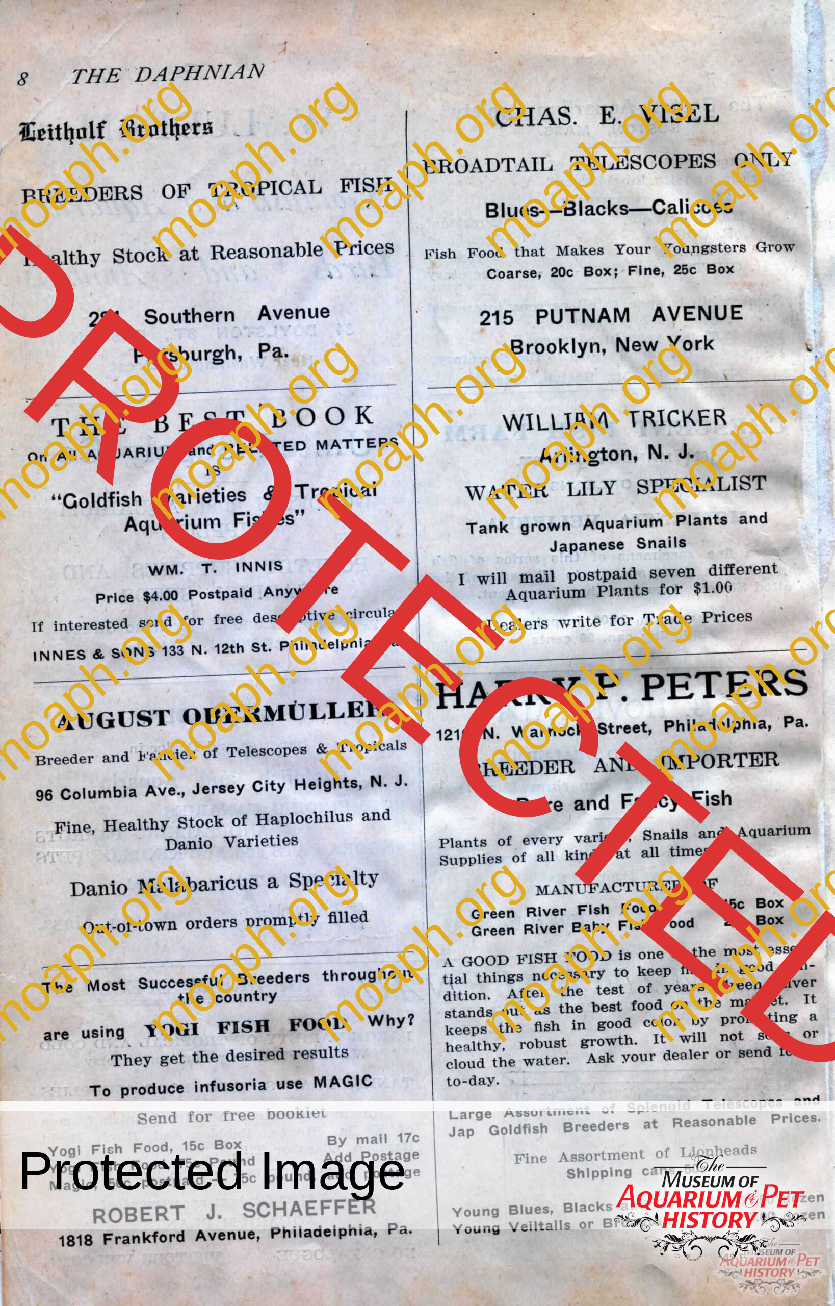 the daphnian 1920001-images-1