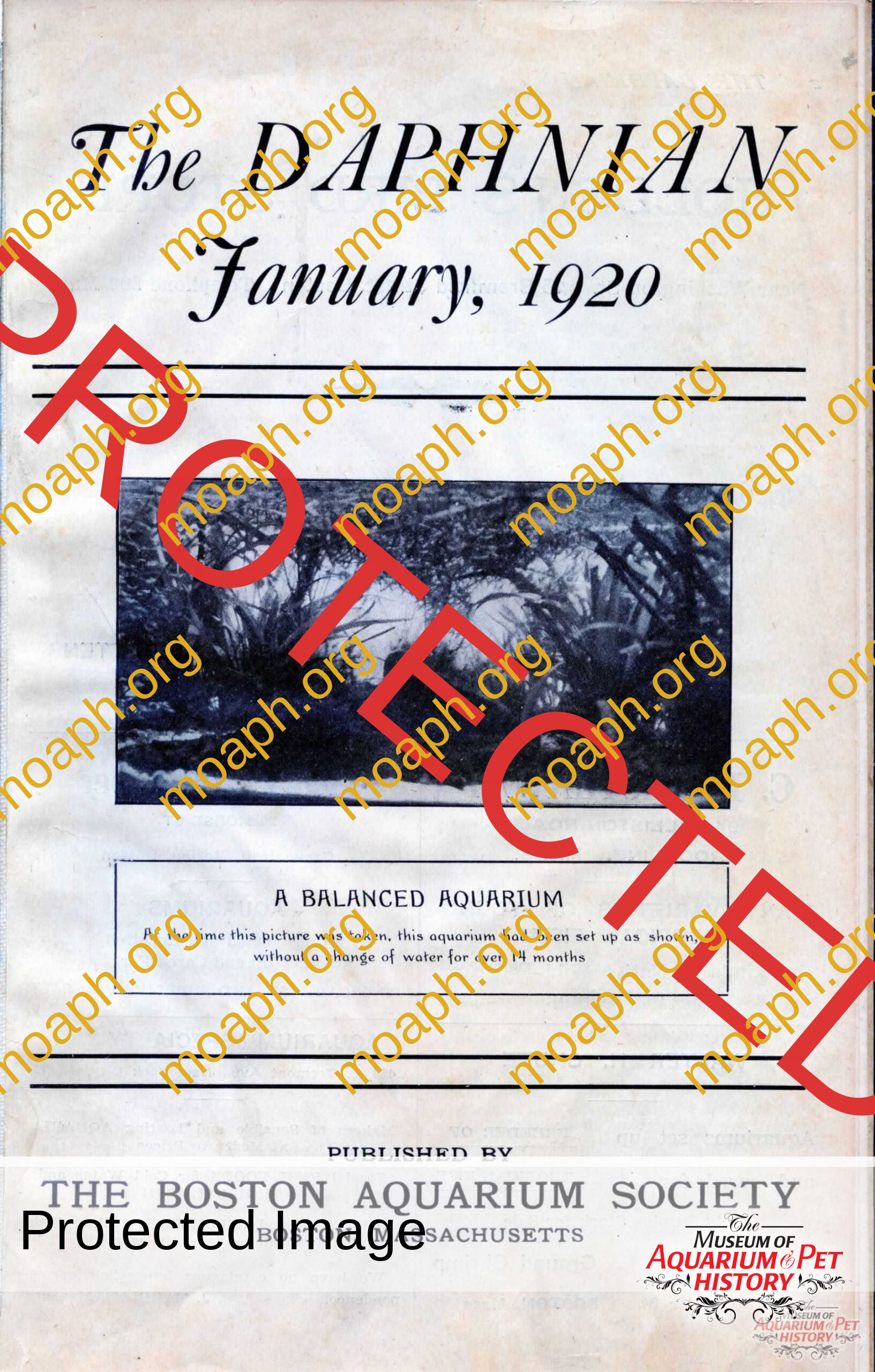 the daphnian 1920001-images-3