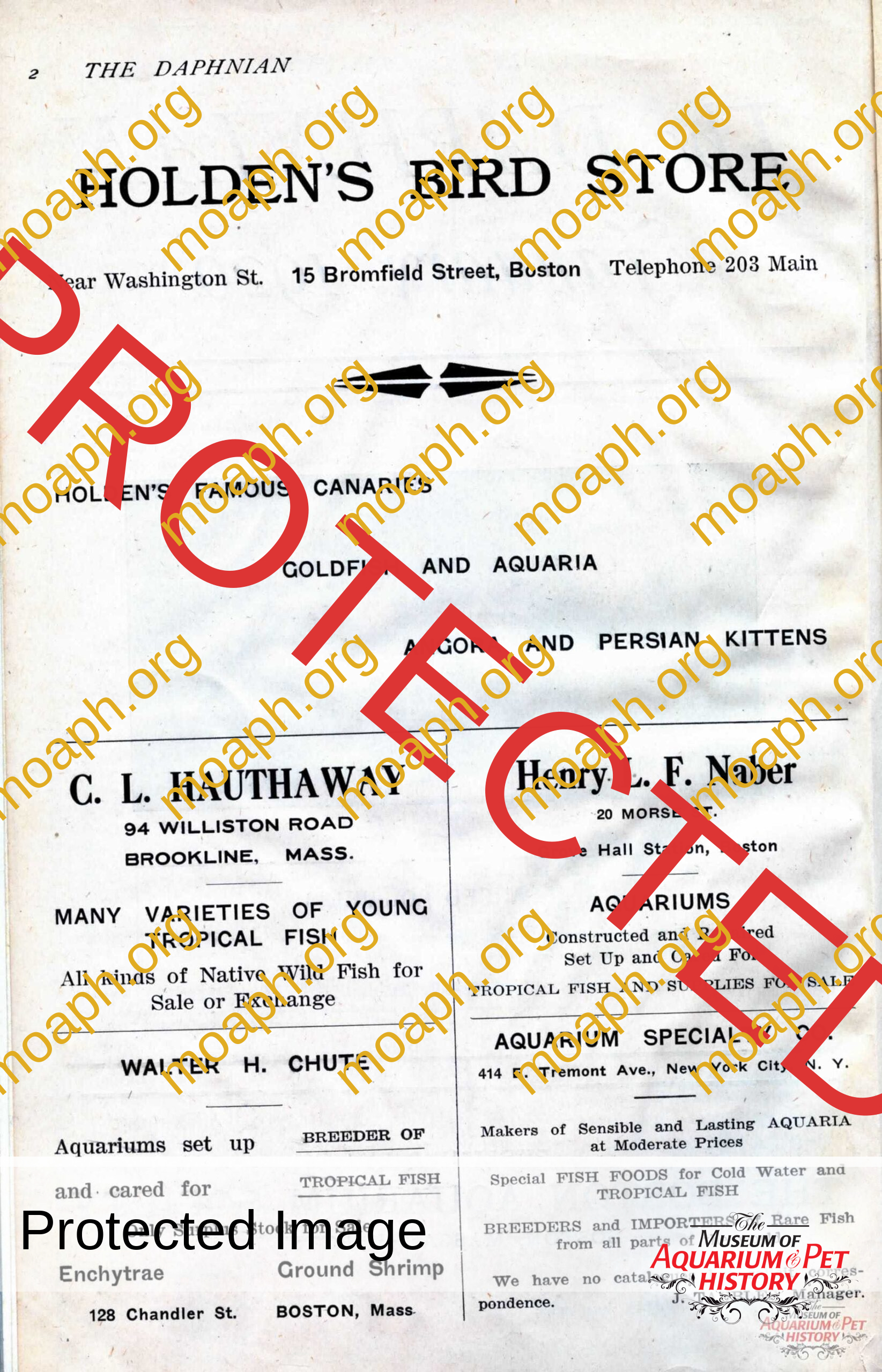 the daphnian 1920001-images-4