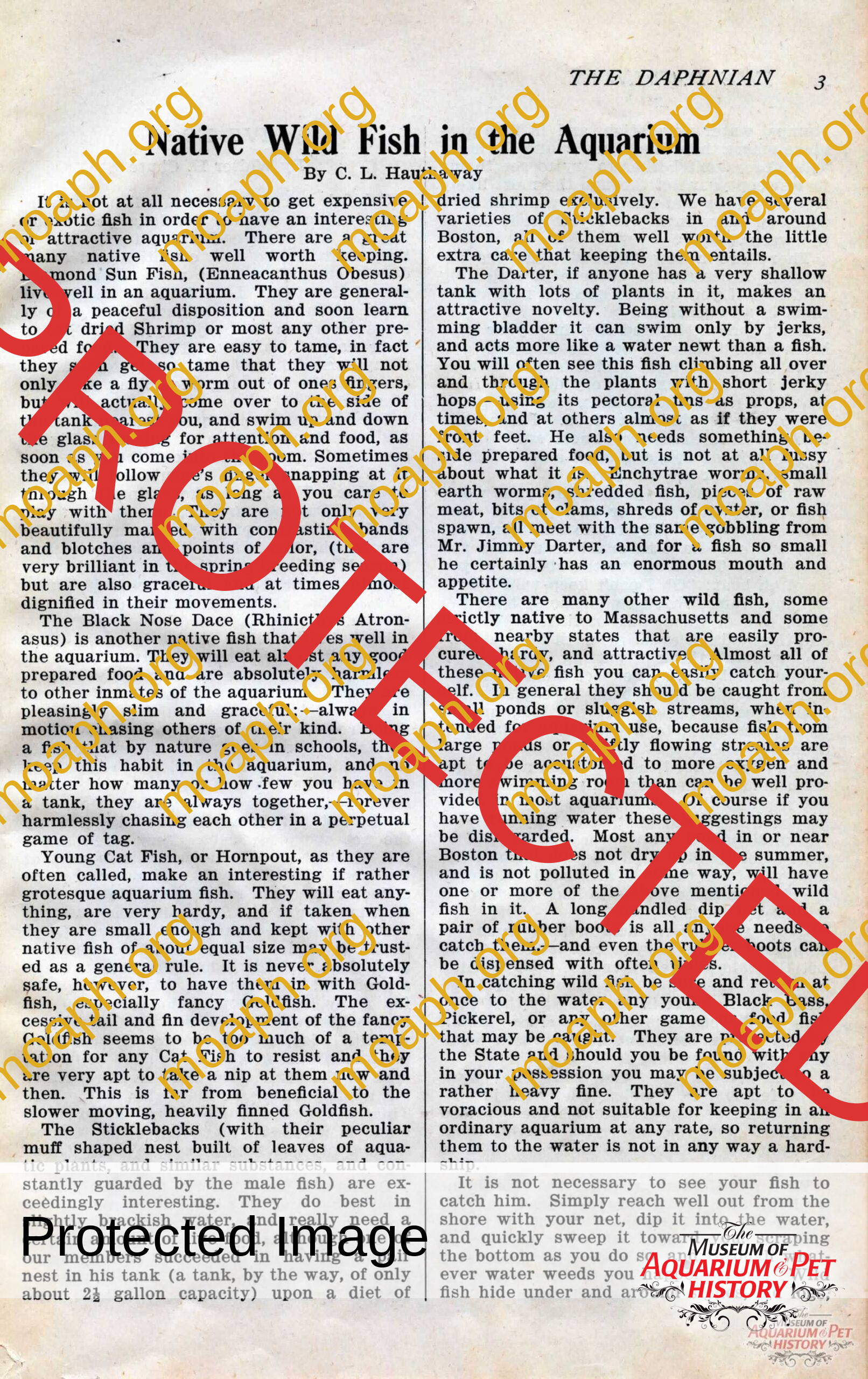 the daphnian 1920001-images-5