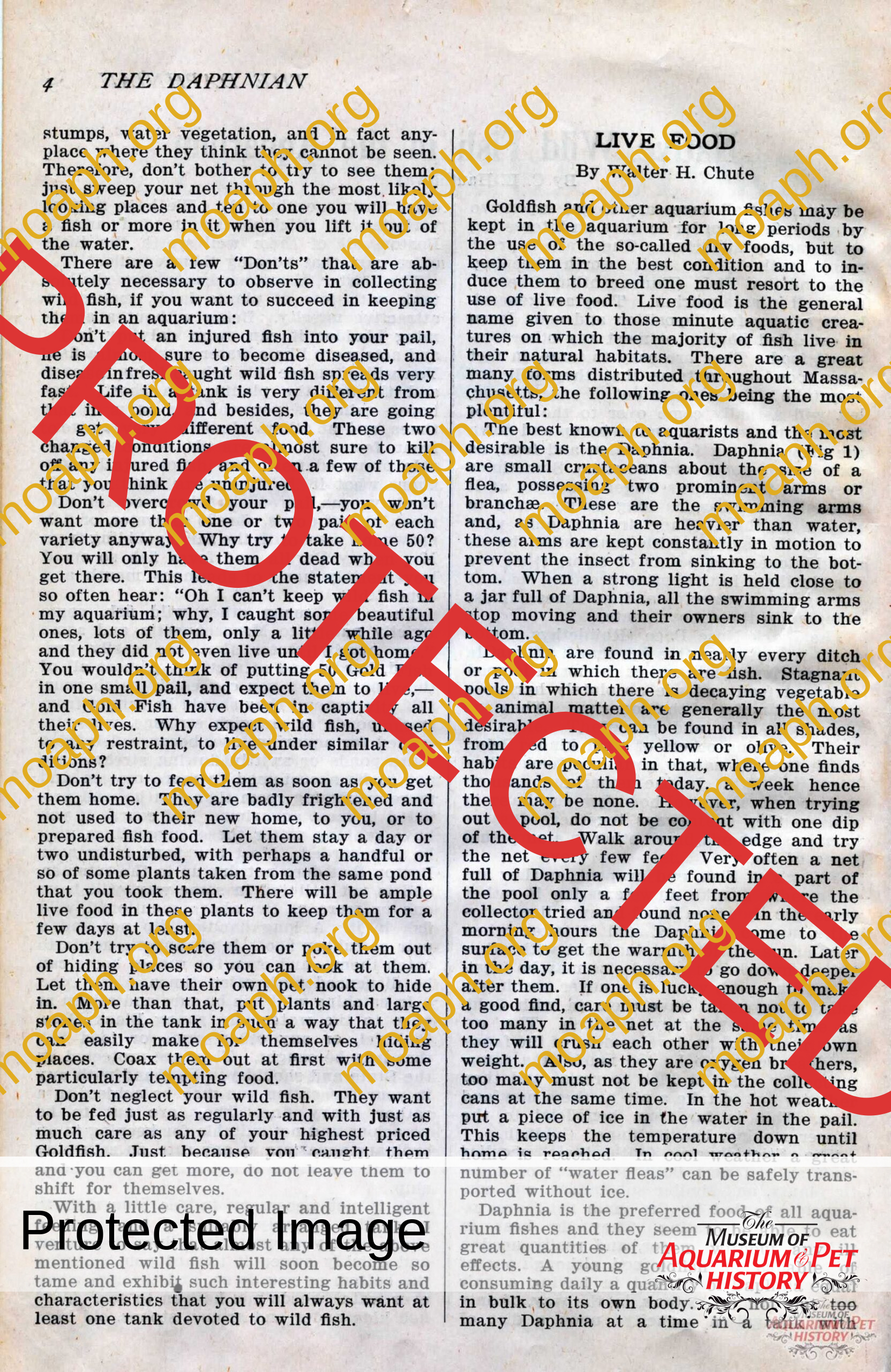 the daphnian 1920001-images-6