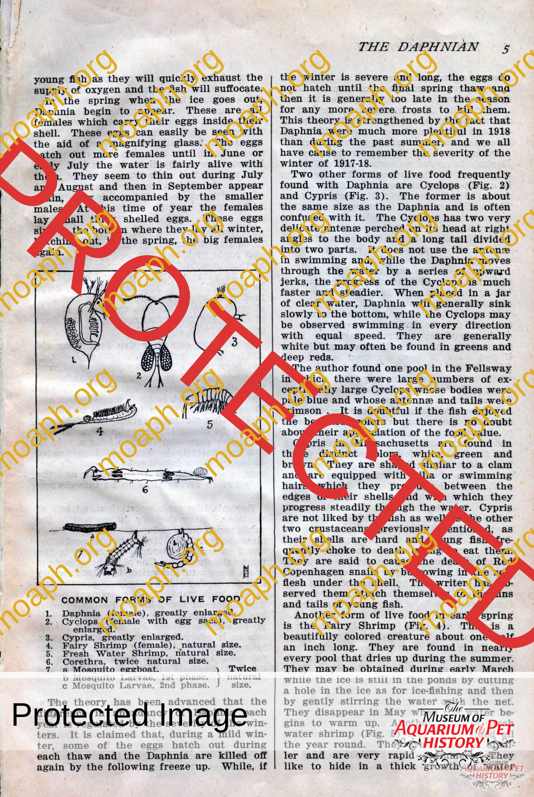 the daphnian 1920001-images-7