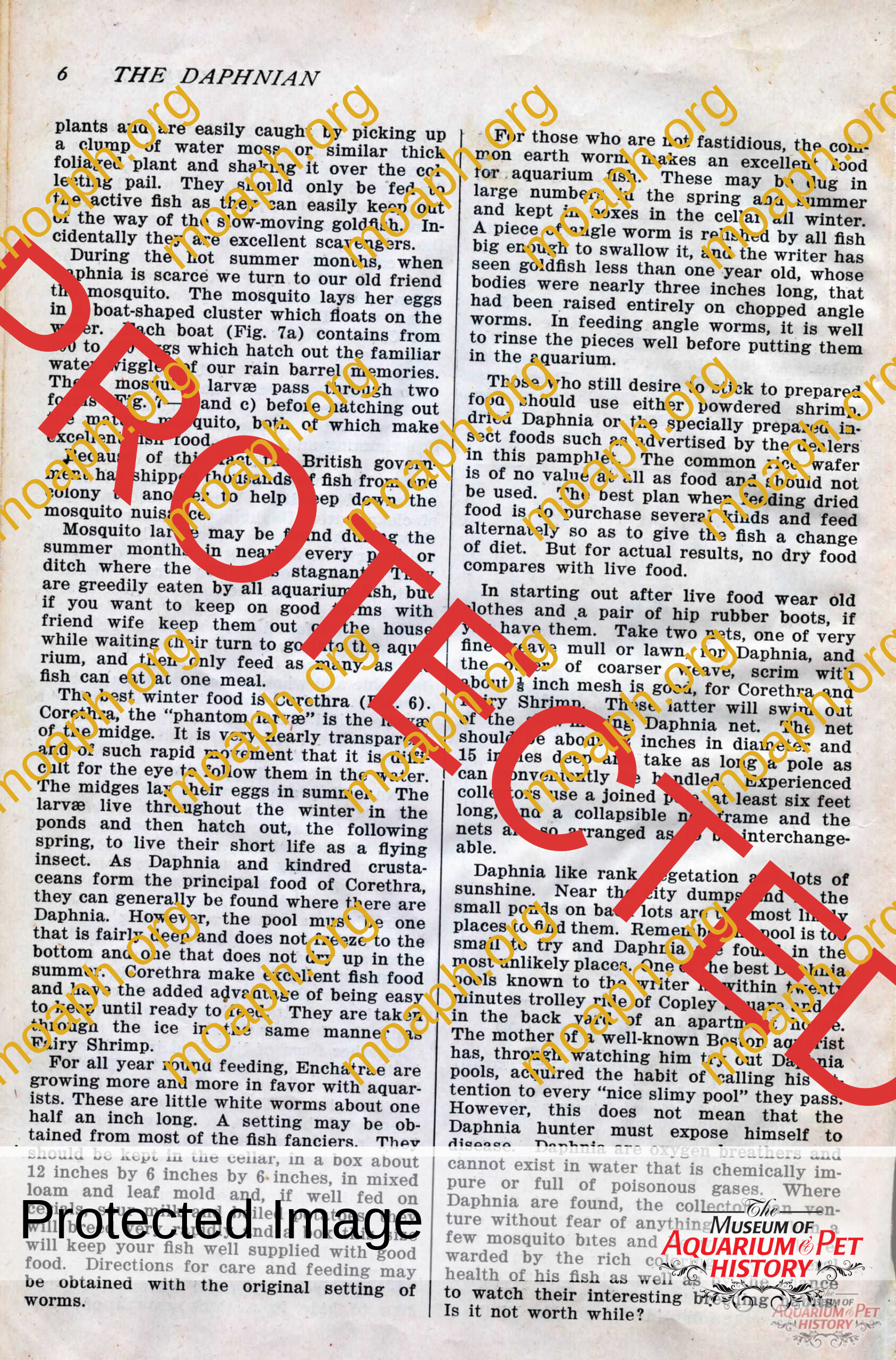 the daphnian 1920001-images-8