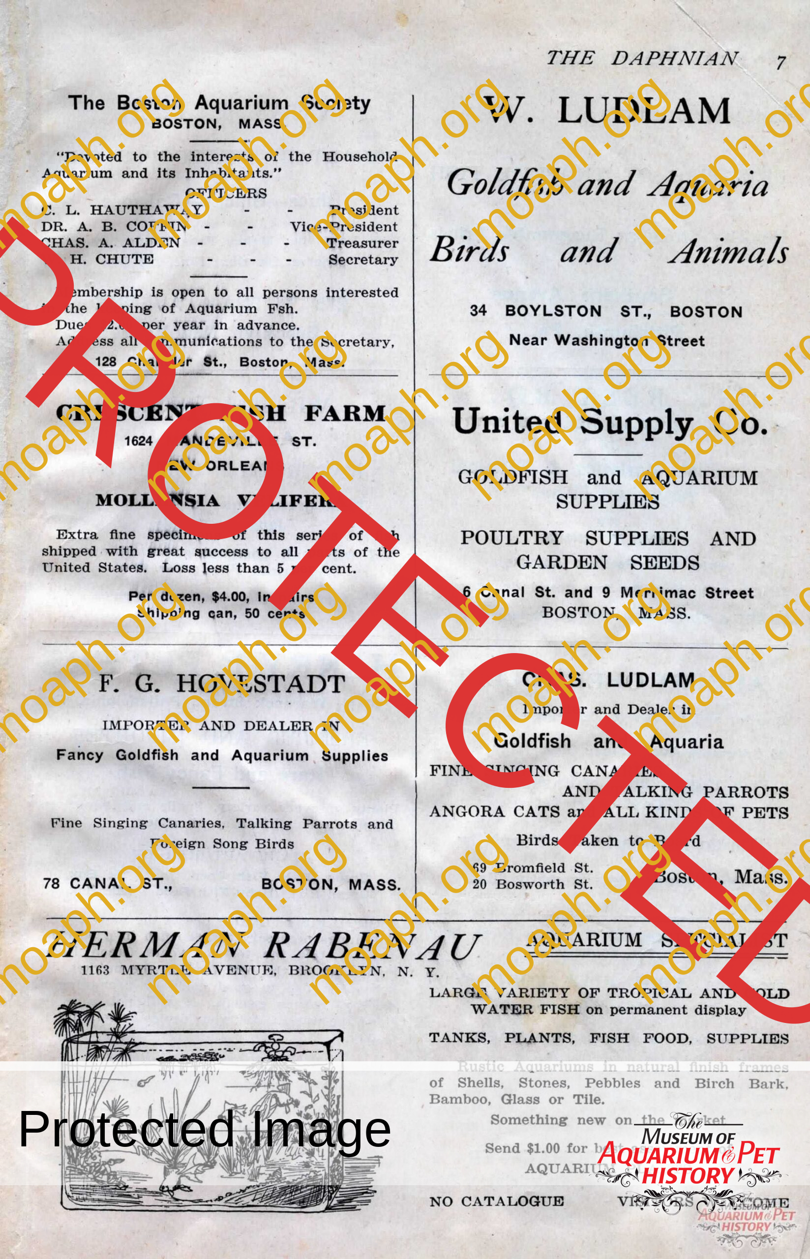 the daphnian 1920001-images-9