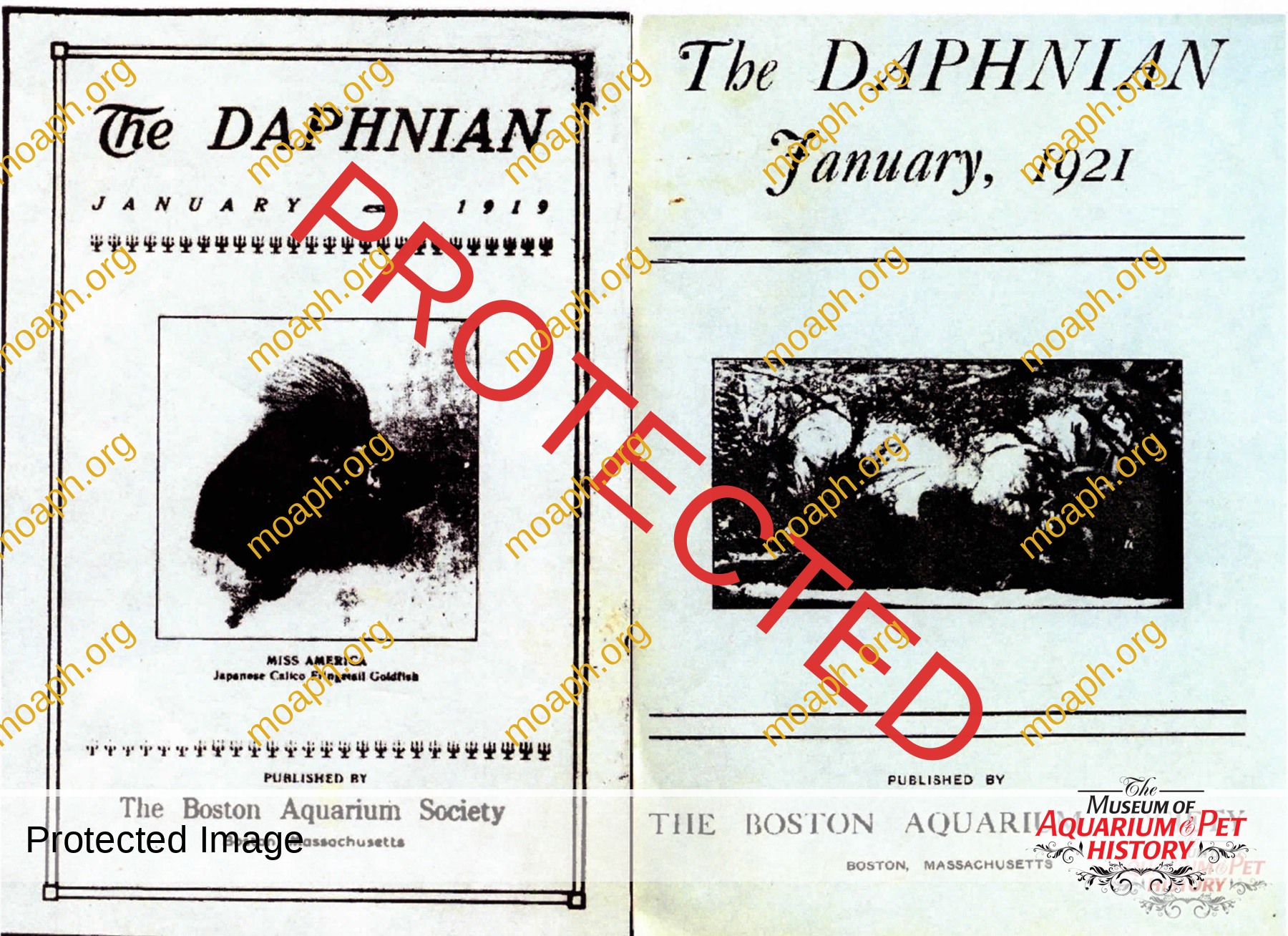 the daphnian