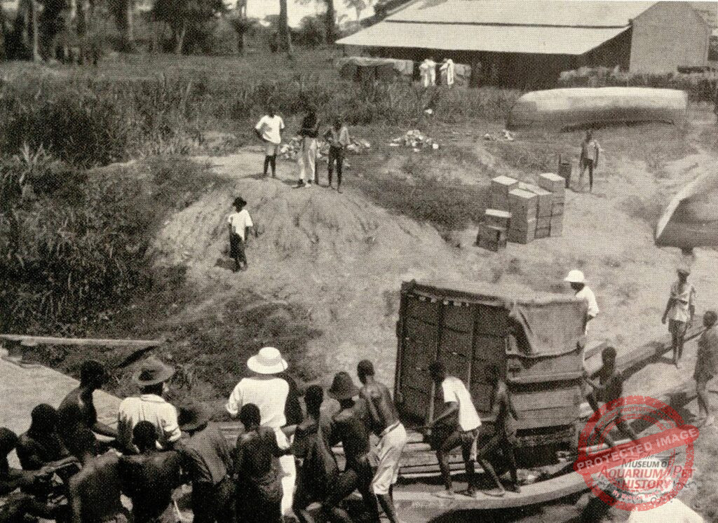 Chapter 13: Express Goods - A Tiger - Wilde Tiere Frei Haus (Wild Animals/Free Delivery)