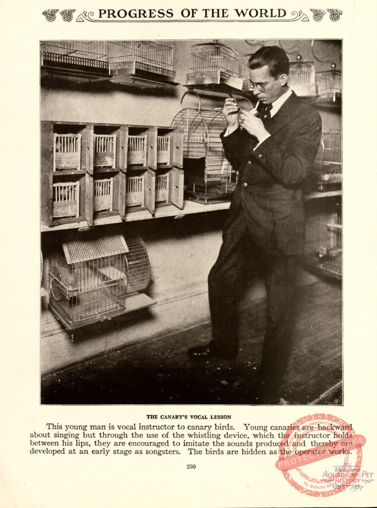 The Canary's Vocal Lesson