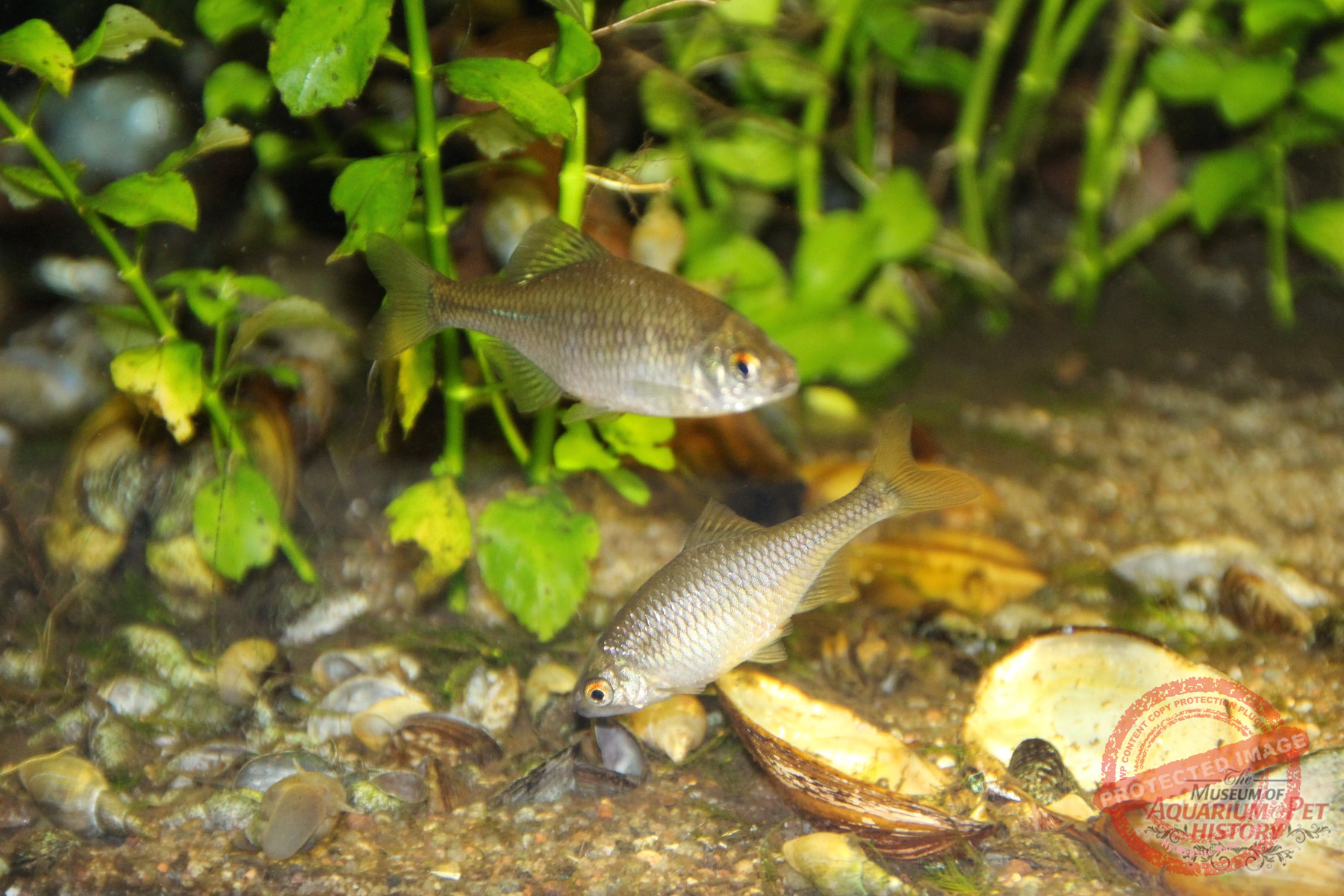 1900 to Early 1922_photo-1