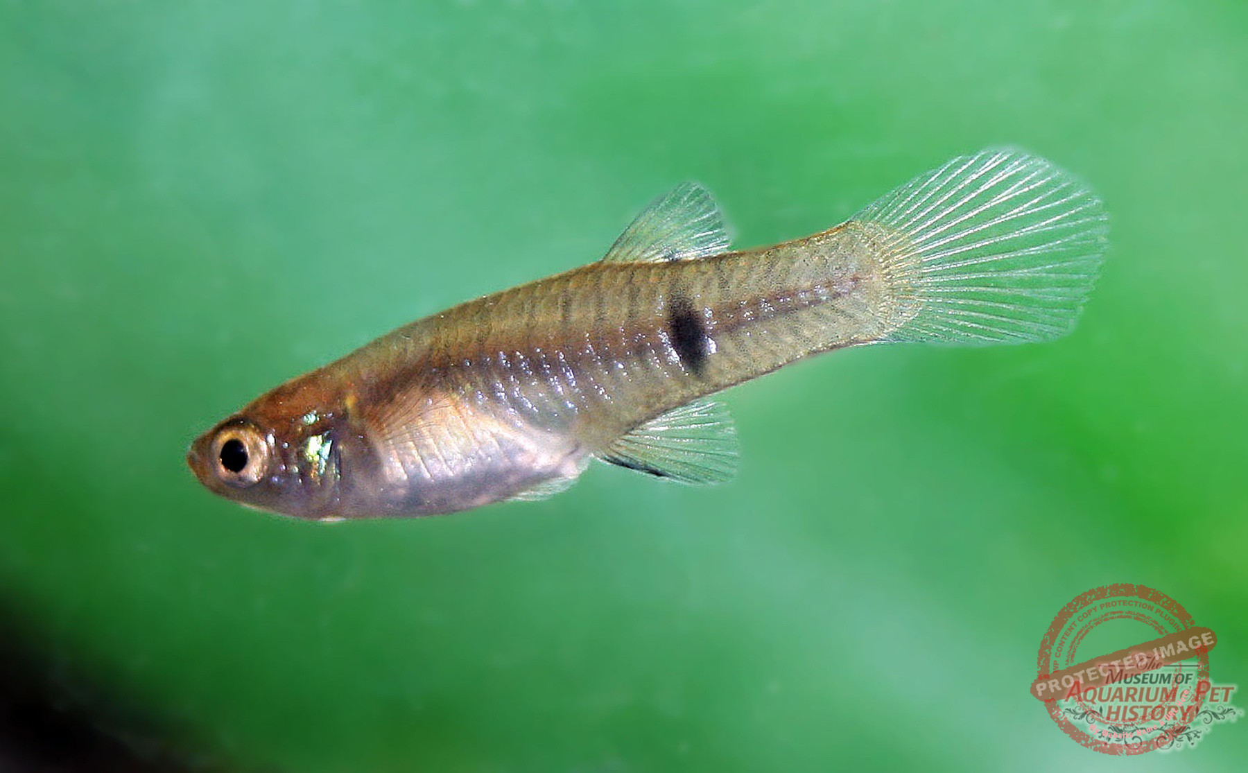 1900 to Early 1922_photo-10