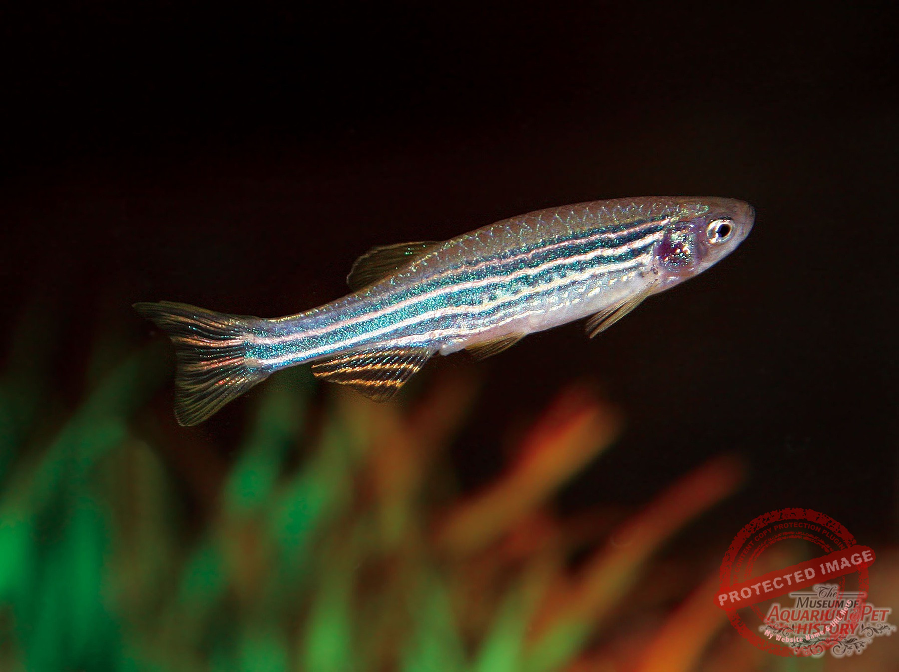 1900 to Early 1922_photo-12