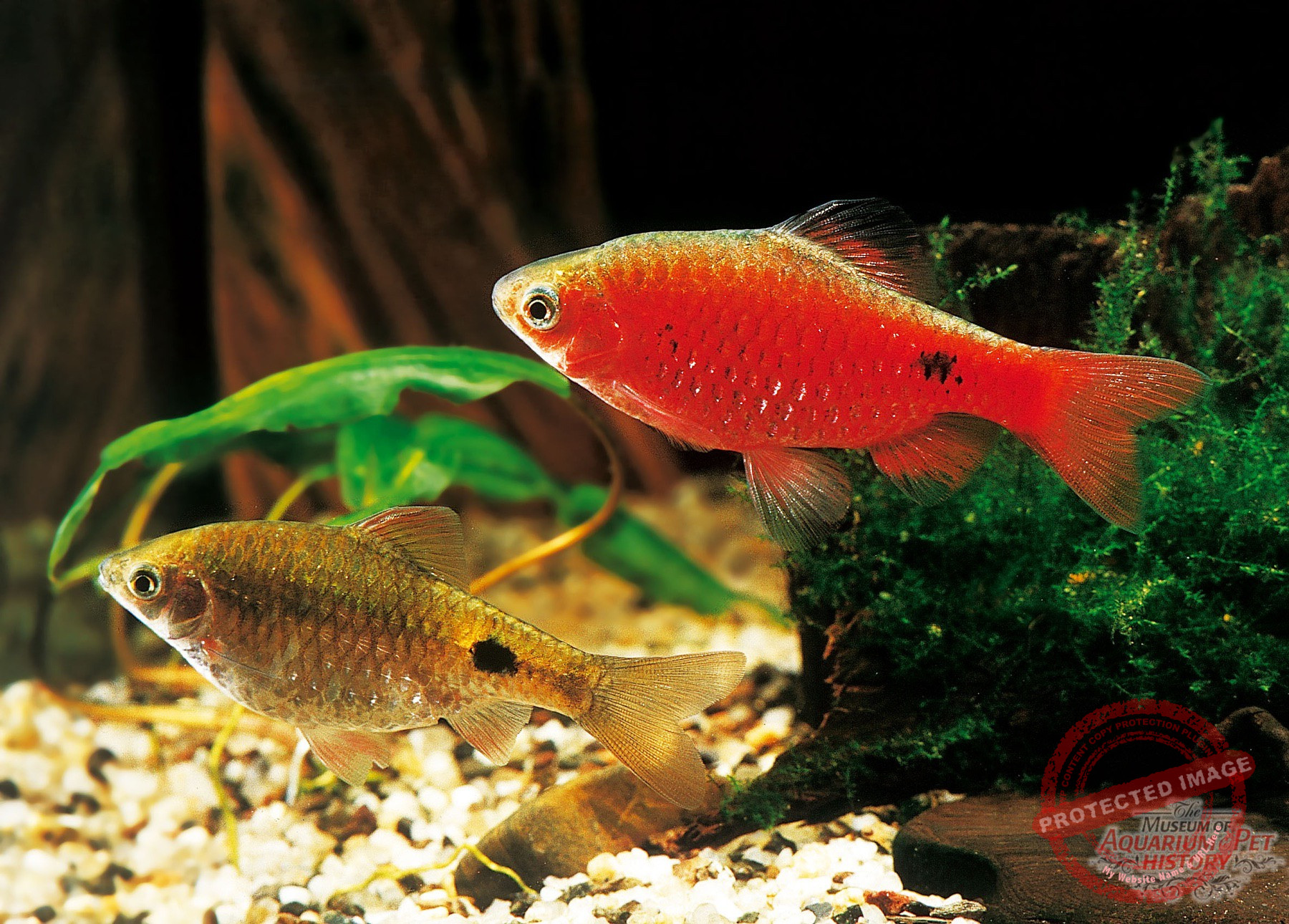 1900 to Early 1922_photo-13